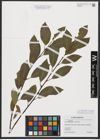 Foto von Salix myrsinifolia Salisb. x Salix phylicifolia L.